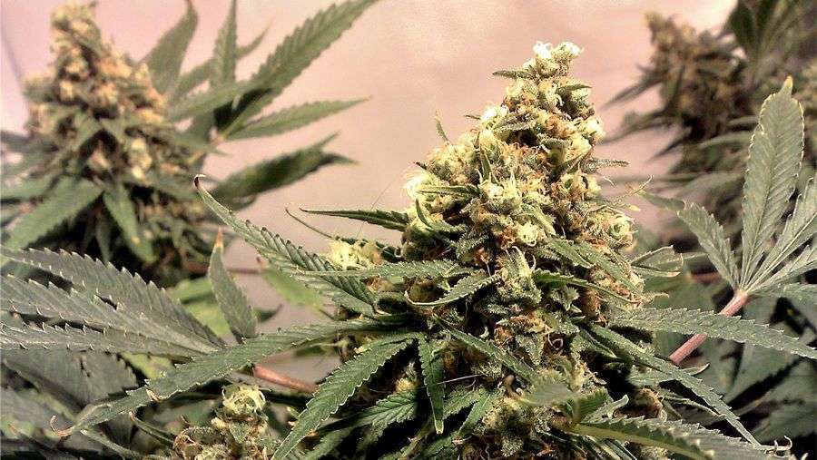 Nirvana Seeds - Pure Power Plant (fem.)