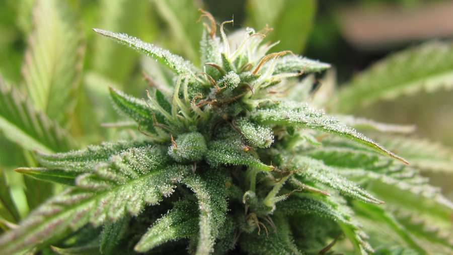Nirvana Seeds - Royal Flush (fem.)
