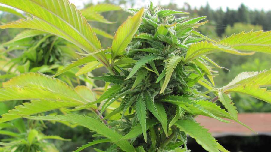 Nirvana Seeds - Royal Flush (fem.)