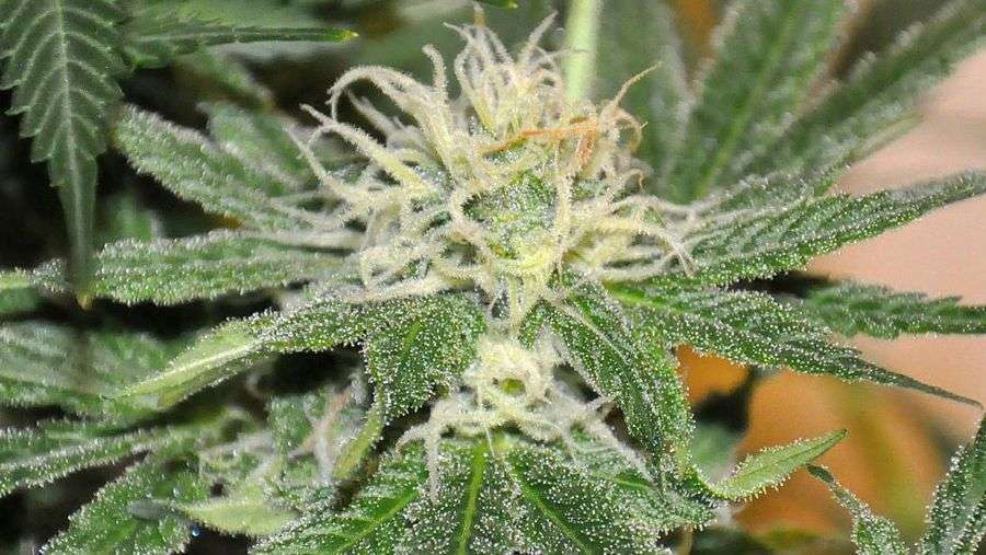 Nirvana Seeds - Eldorado (fem.)