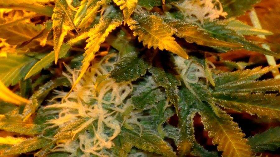 Nirvana Seeds - Eldorado (fem.)