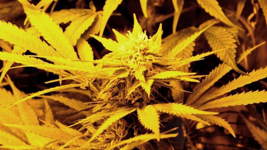 Nirvana Seeds - Eldorado (fem.)