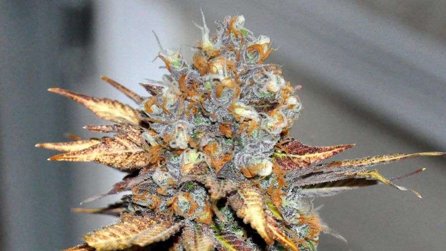 Nirvana Seeds - Eldorado (fem.)