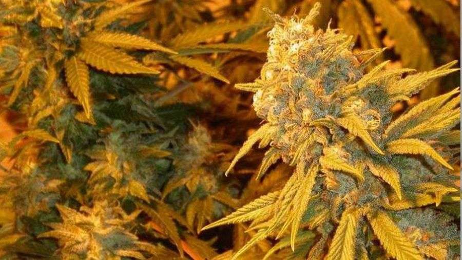 Nirvana Seeds - Eldorado (fem.)