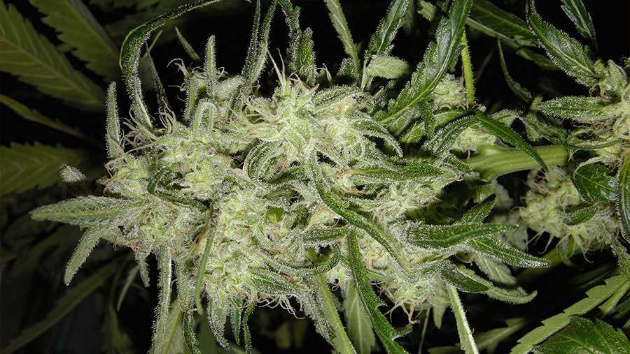 Nirvana Seeds - Lemon OG Haze Auto (auto/fem.)