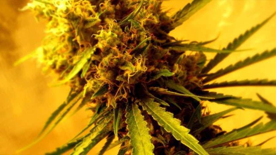 Nirvana Seeds - Lemon OG Haze Auto (auto/fem.)