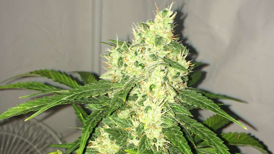 Nirvana Seeds - Swiss Cheese Auto (auto/fem.)