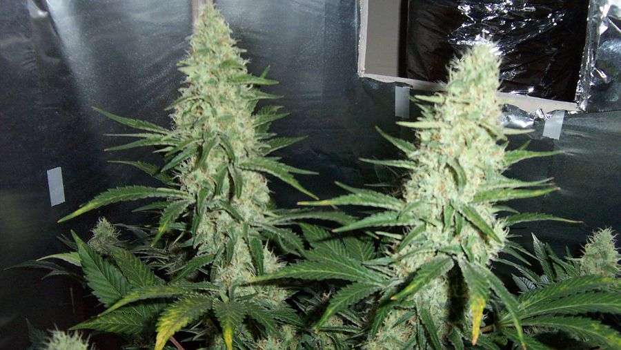 Nirvana Seeds - Hawaii Maui Waui (fem.)