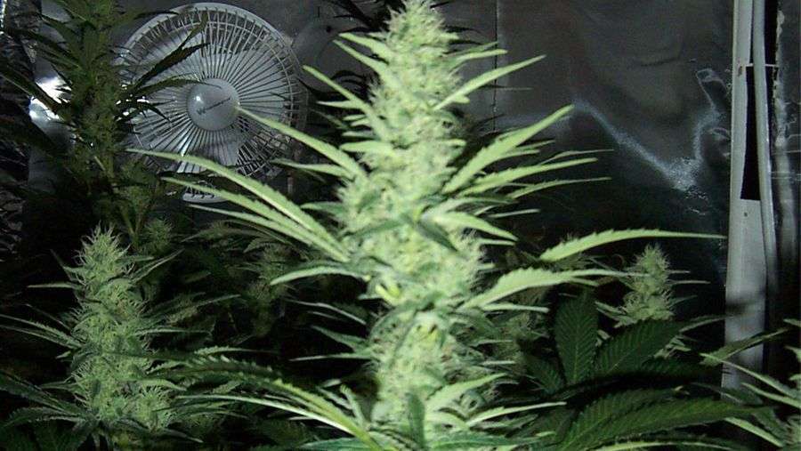 Nirvana Seeds - Hawaii Maui Waui (fem.)