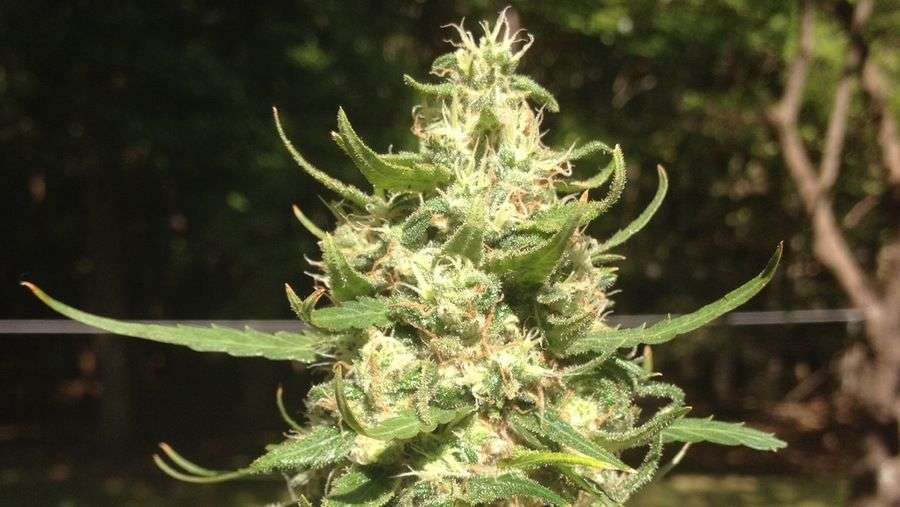 Nirvana Seeds - Urban Poison (fem.)