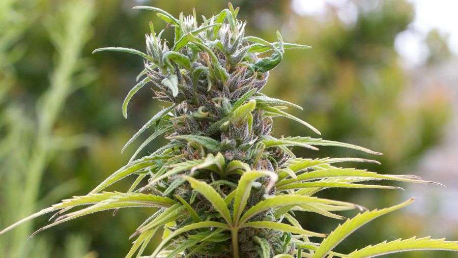 Nirvana Seeds - Urban Poison (fem.)