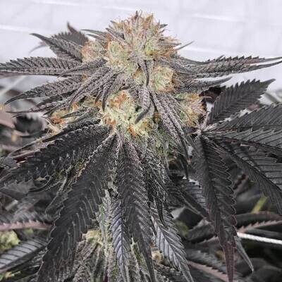 The Cali Connection - Purple Chem (reg.) 🏆 05671