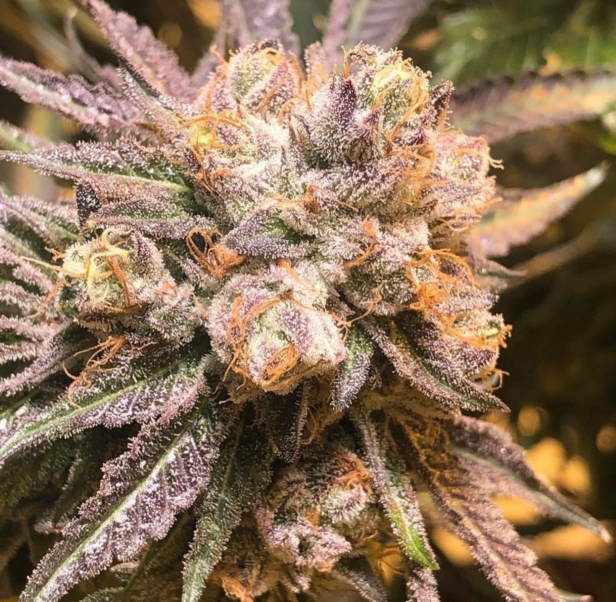 The Cali Connection - Purple Chem (reg.) 🏆