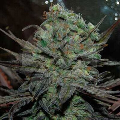 Delicious Seeds - Eleven Roses Auto (auto/fem.) 08483
