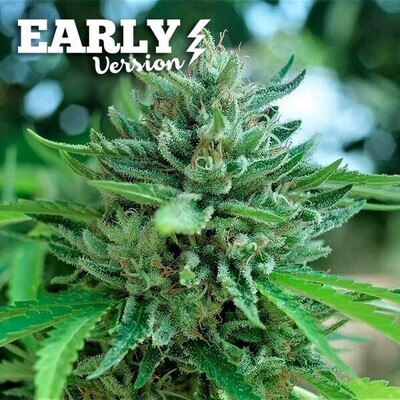Delicious Seeds - Delicious Cookies Early Version (fem.) 08482