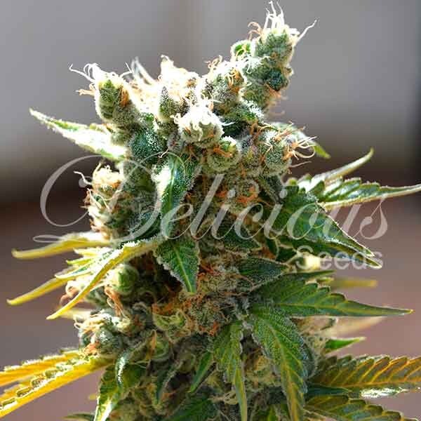 Delicious Seeds - Honeybells (fem.)