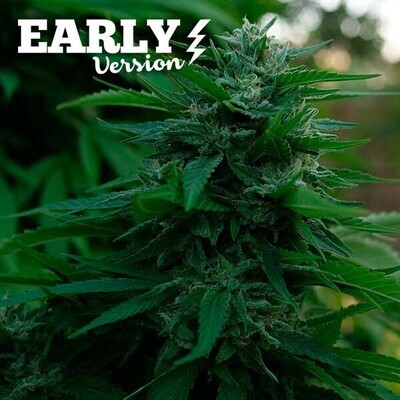 Delicious Seeds - Lord Kush Early Version (fem.) 08485