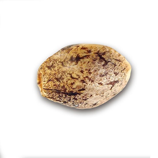 Delicious Seeds - Honeybells (fem.)