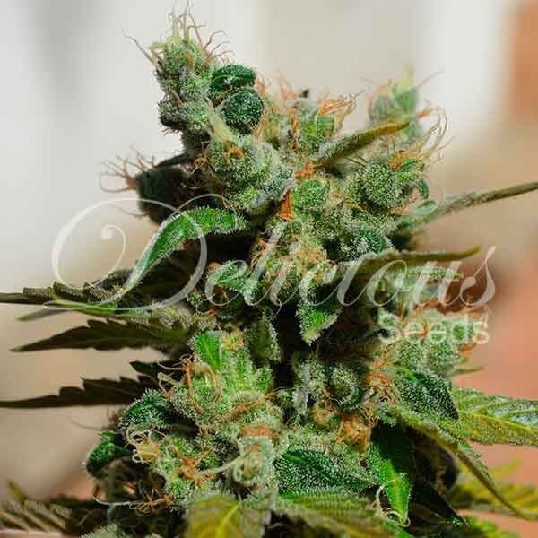 Delicious Seeds - Honeybells (fem.)