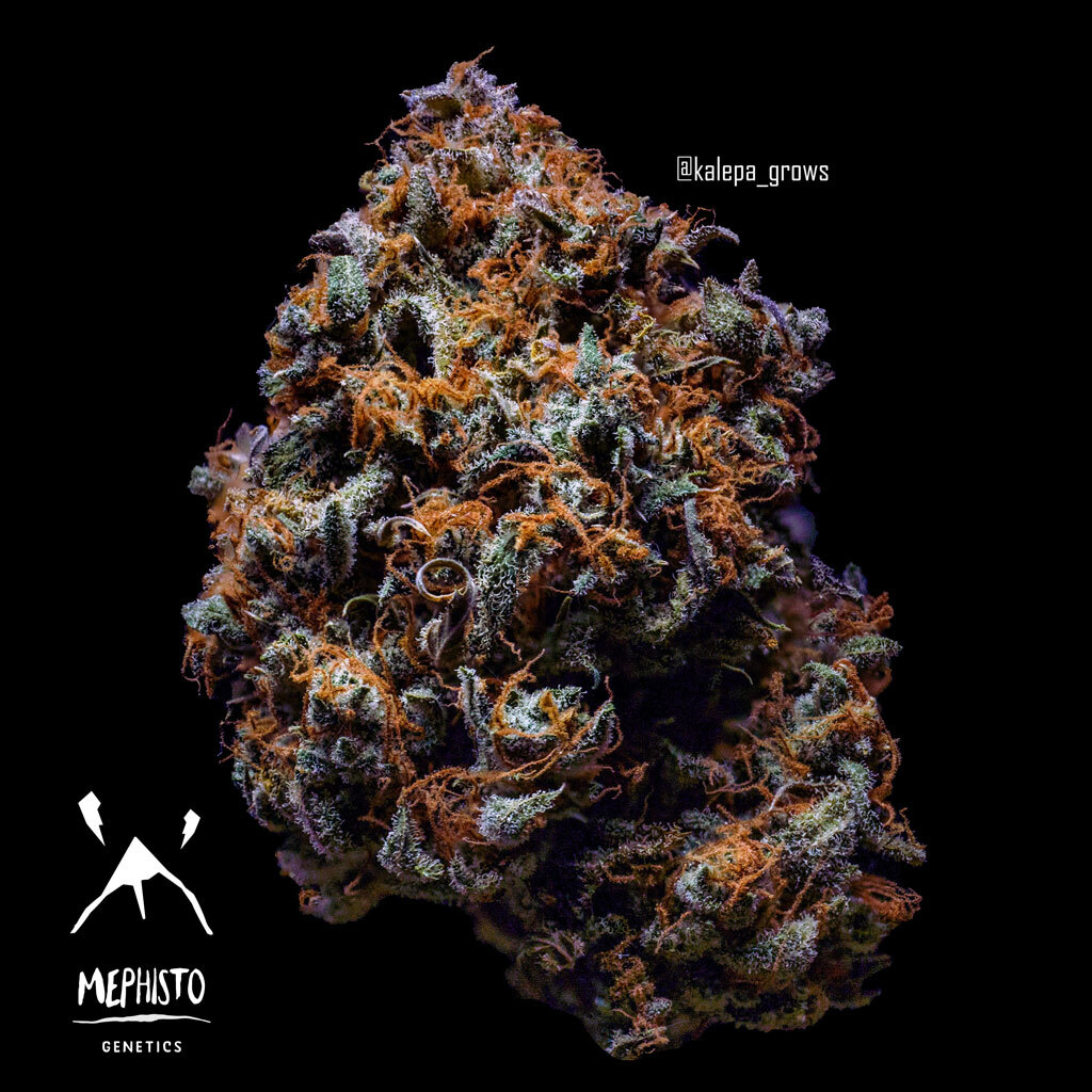 Mephisto Genetics - 3 Bears OG (auto/fem.)