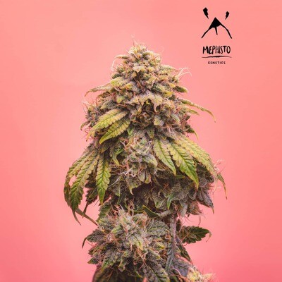 Mephisto Genetics - Creme de la Chem (auto/fem.) 08492