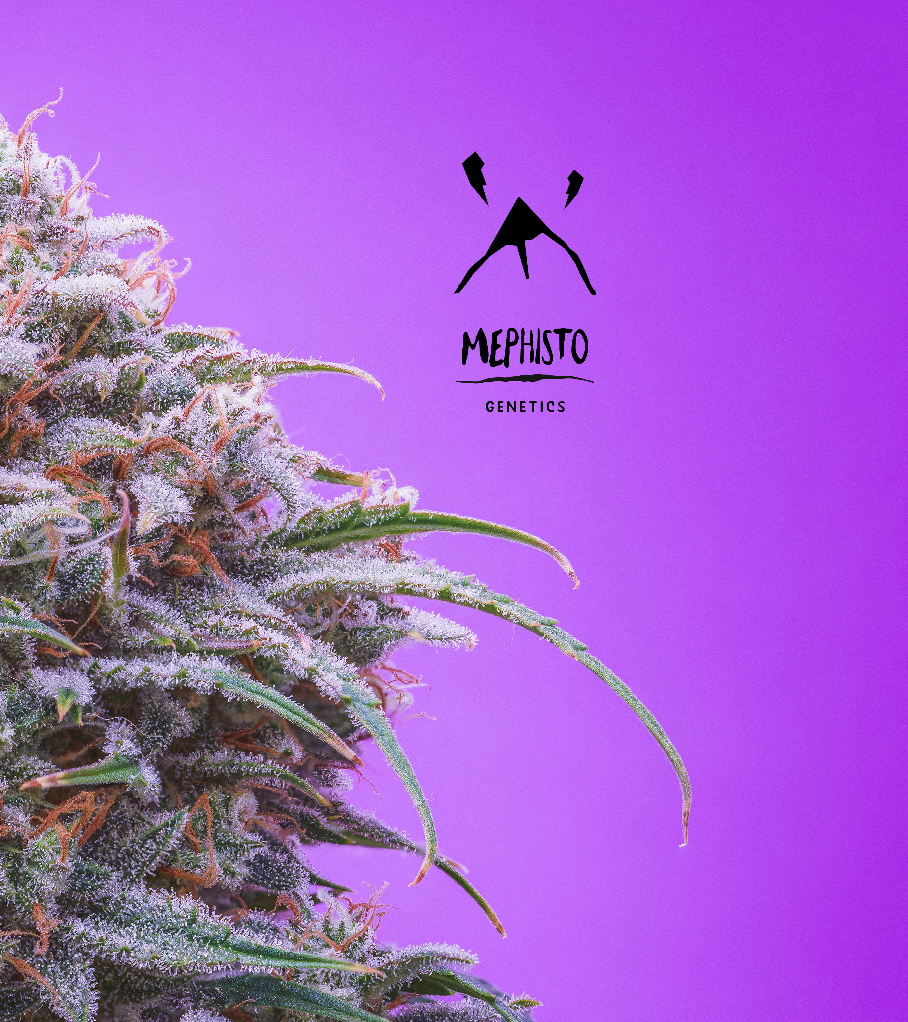 Mephisto Genetics - Double Grape (auto/fem.)