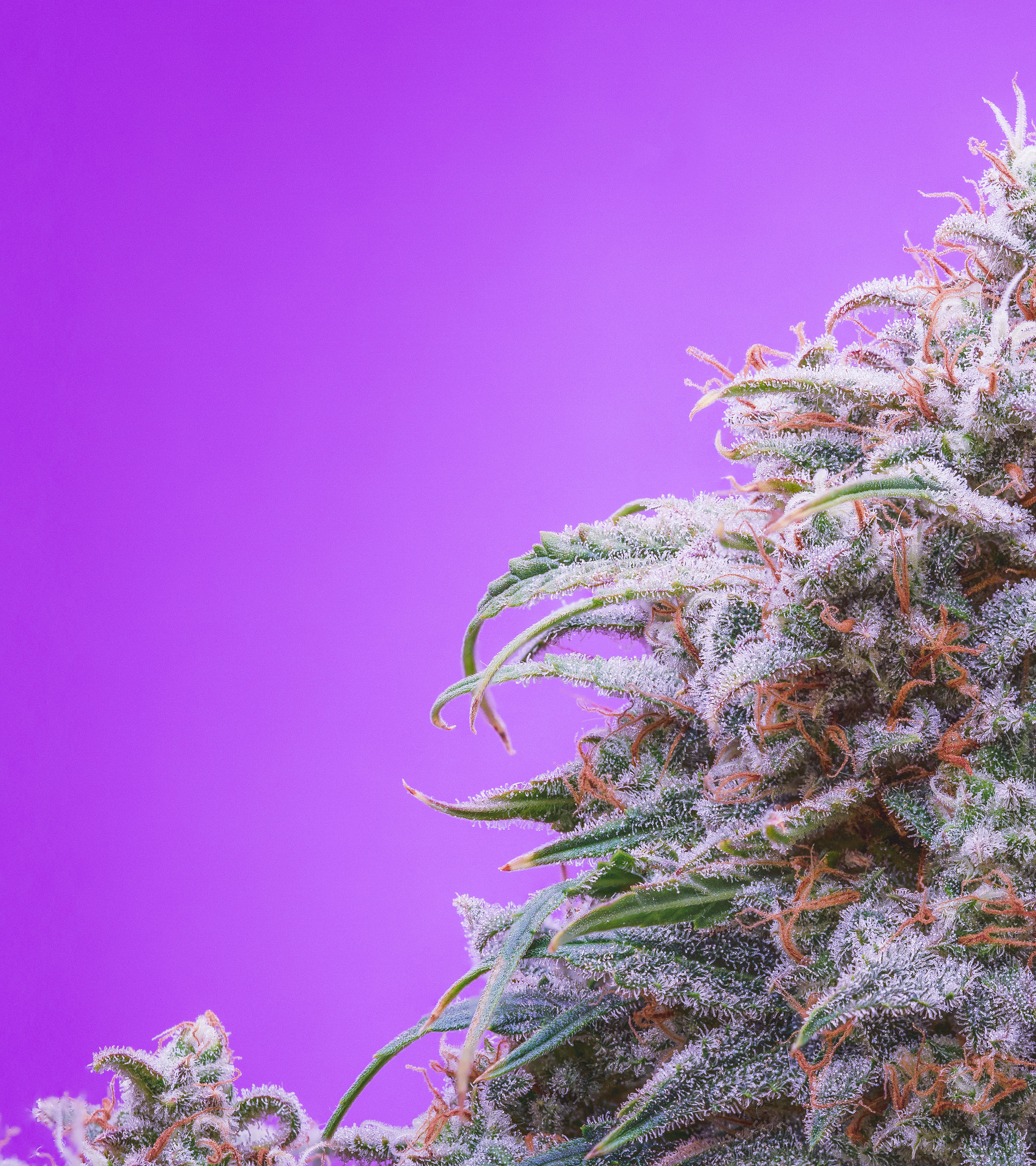 Mephisto Genetics - Double Grape (auto/fem.)
