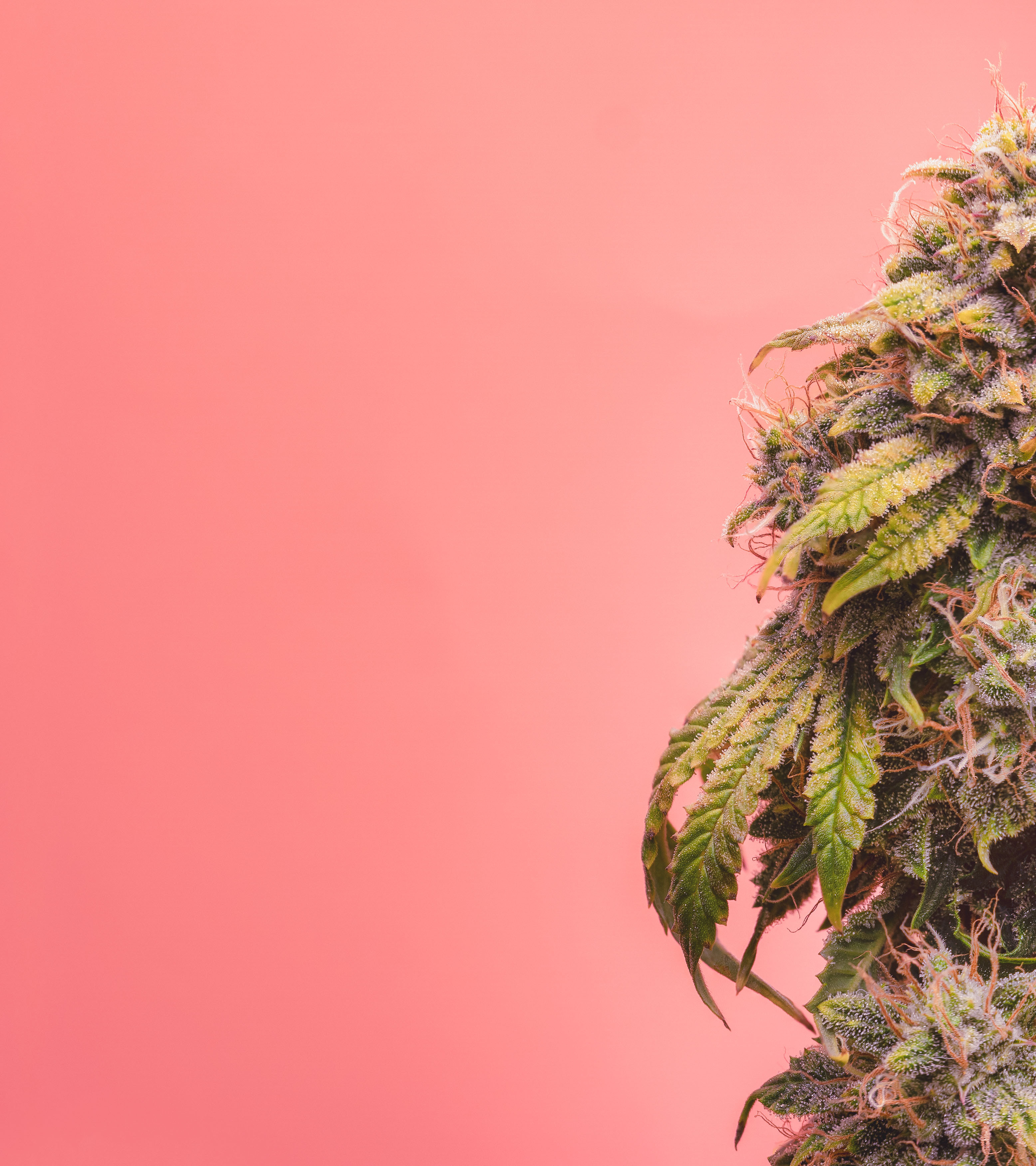 Mephisto Genetics - Creme de la Chem (auto/fem.)