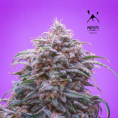 Mephisto Genetics - Double Grape (auto/fem.) 08493