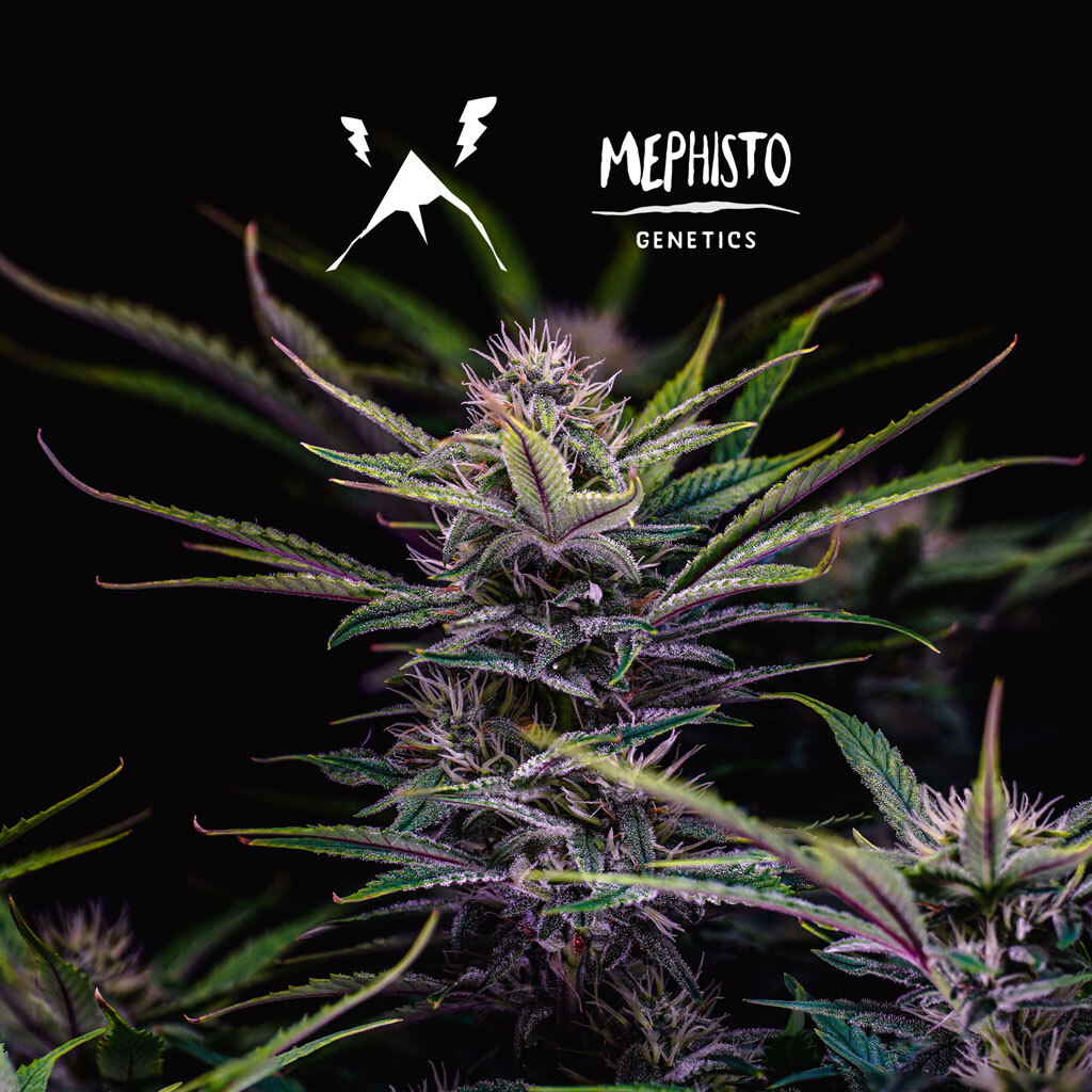 Mephisto Genetics - Mango Smile (auto/fem.)