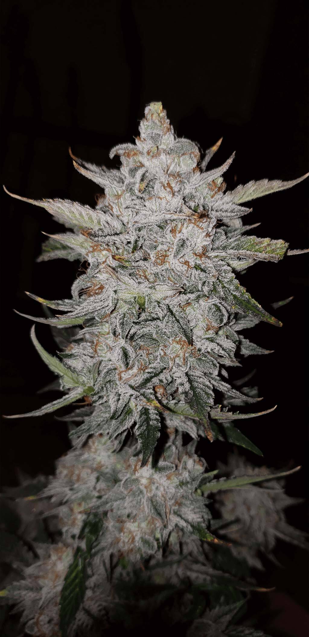 Mephisto Genetics - Forum Stomper (auto/fem.)