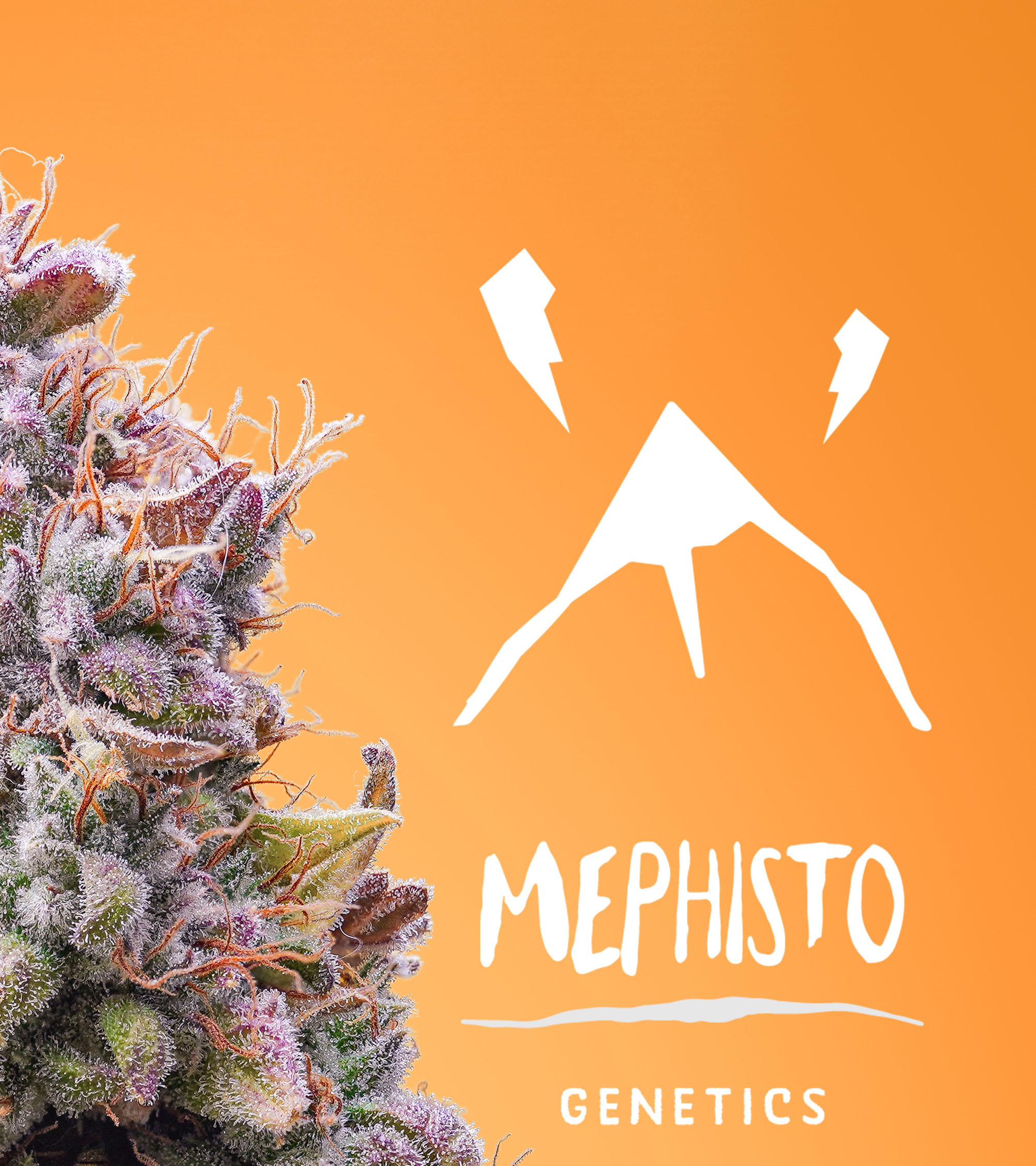 Mephisto Genetics - Mango Smile (auto/fem.)