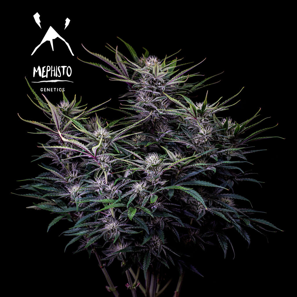 Mephisto Genetics - Mango Smile (auto/fem.)