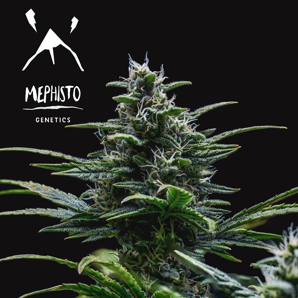 Mephisto Genetics - Skywalker (auto/fem.)