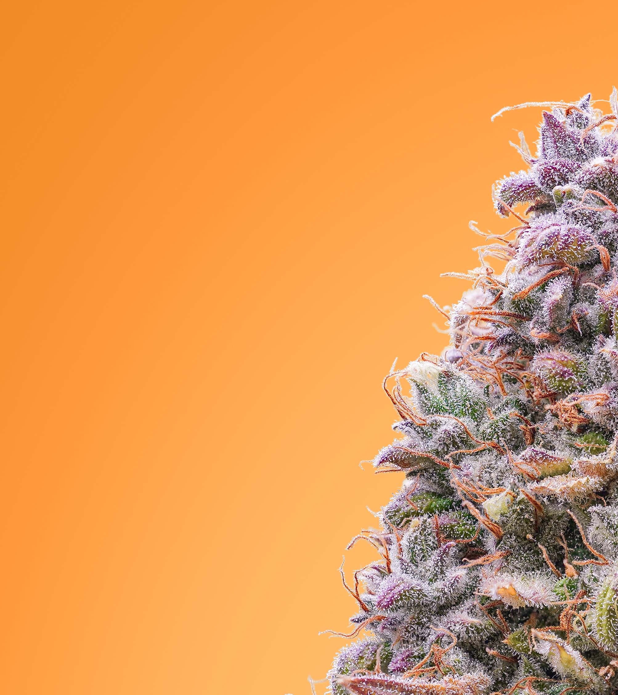 Mephisto Genetics - Mango Smile (auto/fem.)