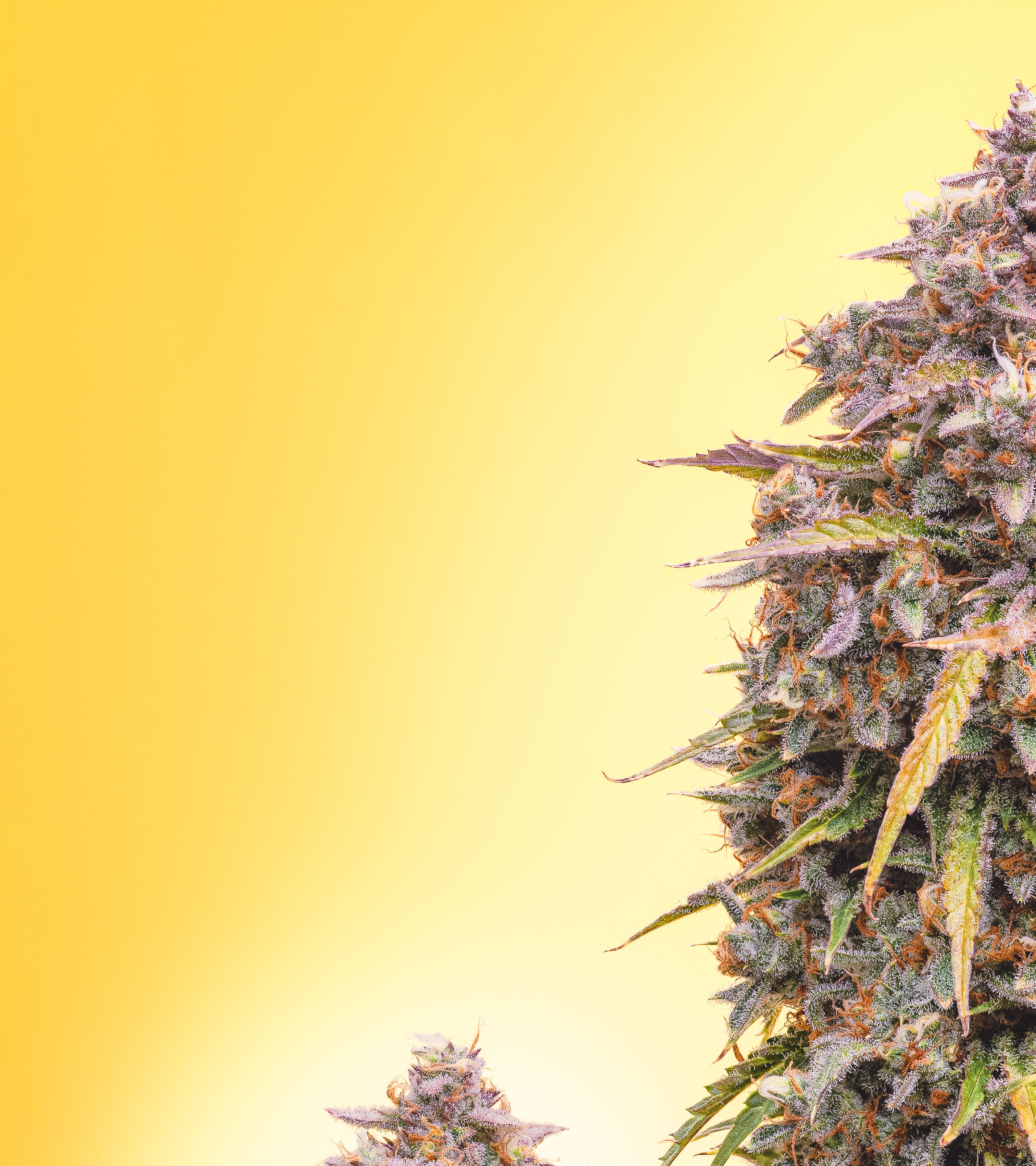 Mephisto Genetics - 3 Bears OG (auto/fem.)