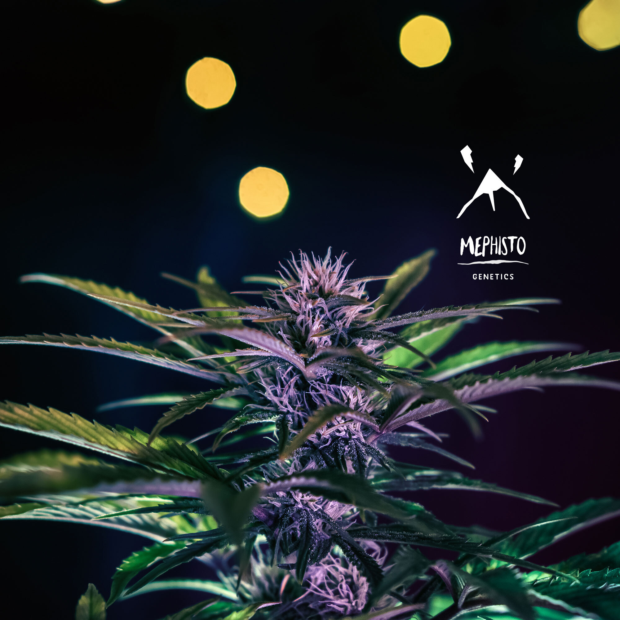 Mephisto Genetics - Sour Stomper (auto/fem.)