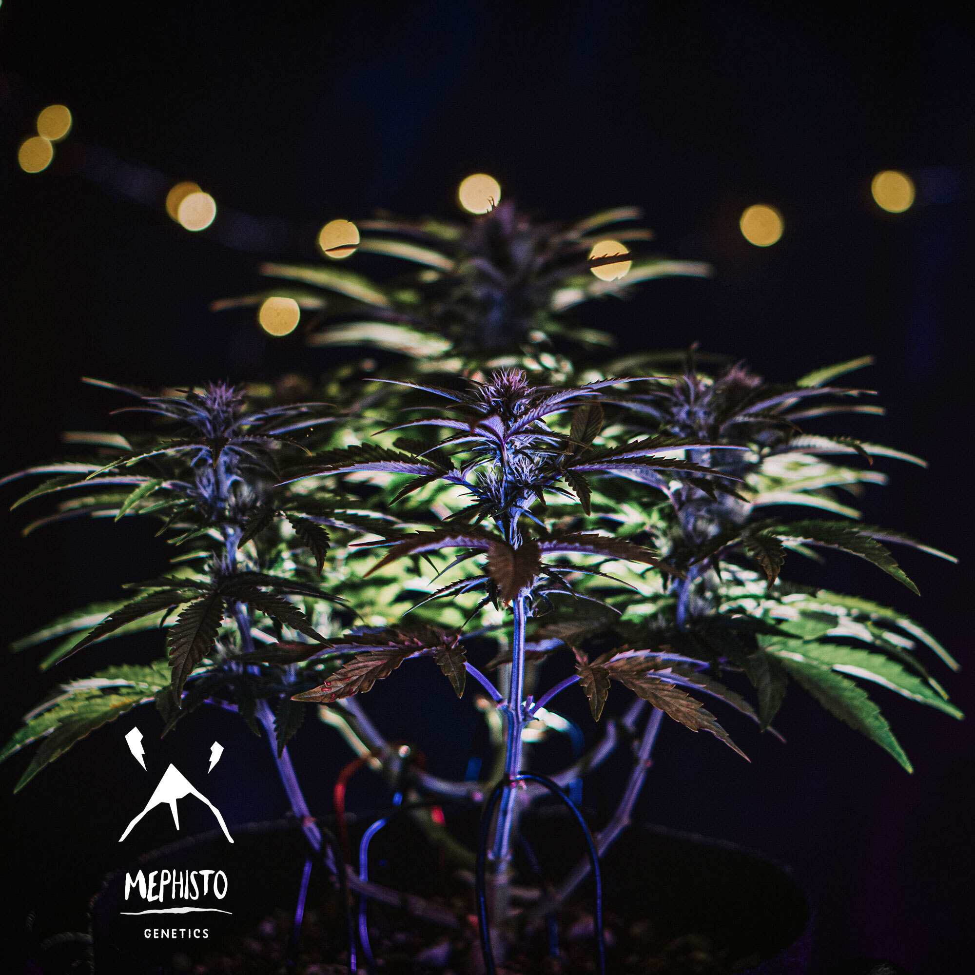 Mephisto Genetics - Sour Stomper (auto/fem.)