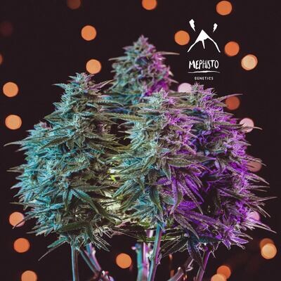 Mephisto Genetics - Sour Stomper (auto/fem.) 08498