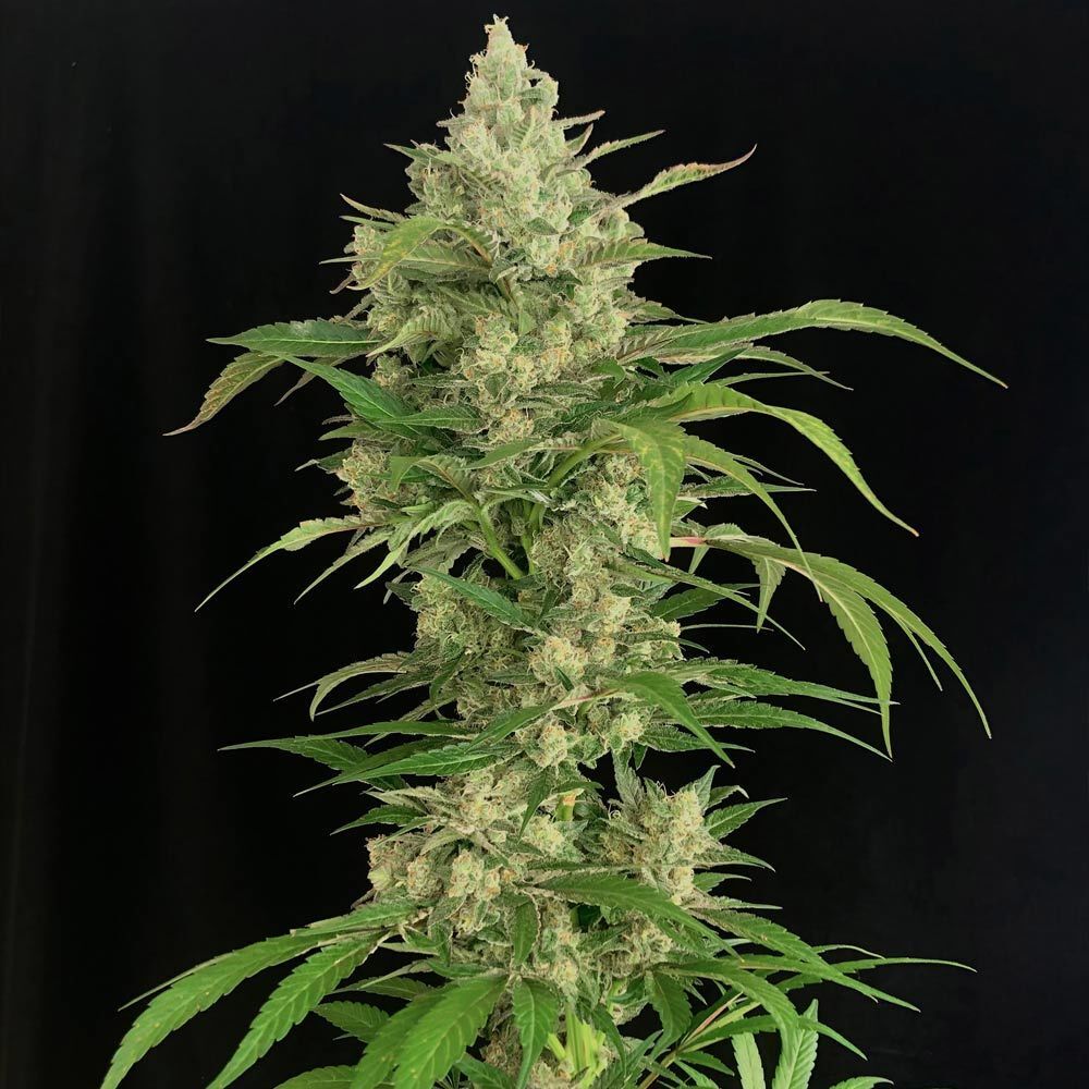 Serious Seeds - Seriosa (fem.)