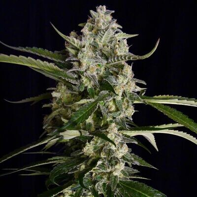 Serious Seeds - Seriosa (fem.) 08519