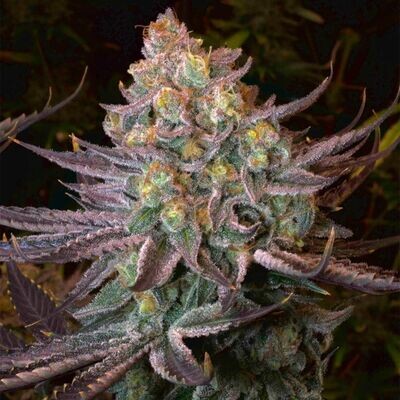 Serious Seeds - Seriotica (fem.) 08518