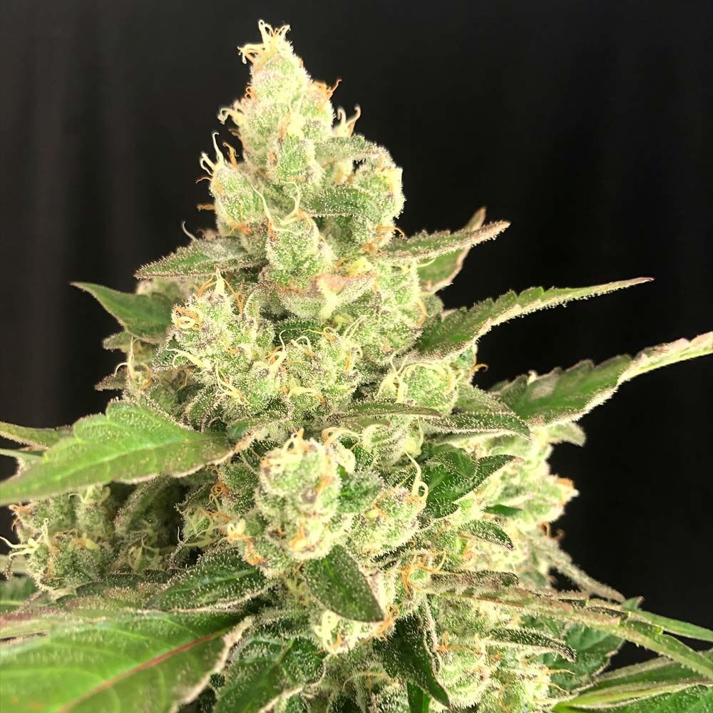 Serious Seeds - Seriosa (fem.)