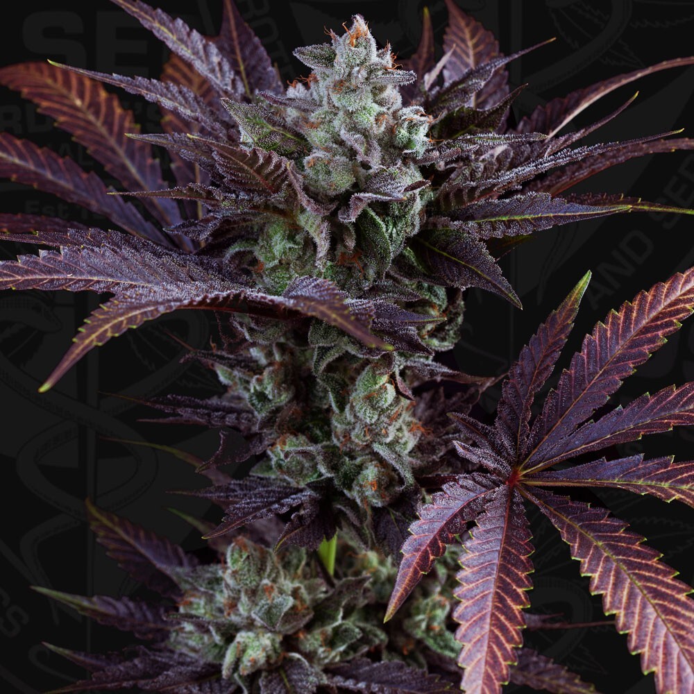 T.H. Seeds - French Macaron (fem.)