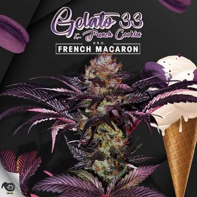 T.H. Seeds - French Macaron (fem.) 05915