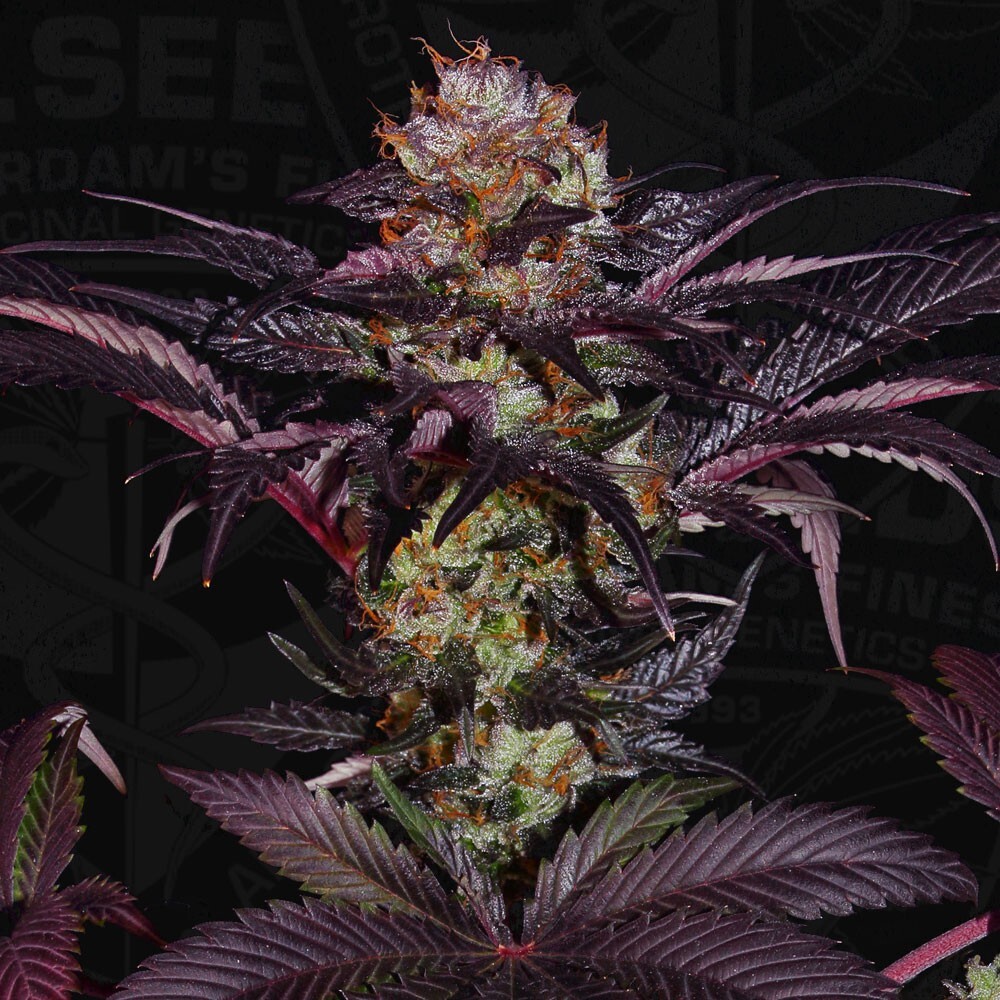 T.H. Seeds - French Macaron (fem.)