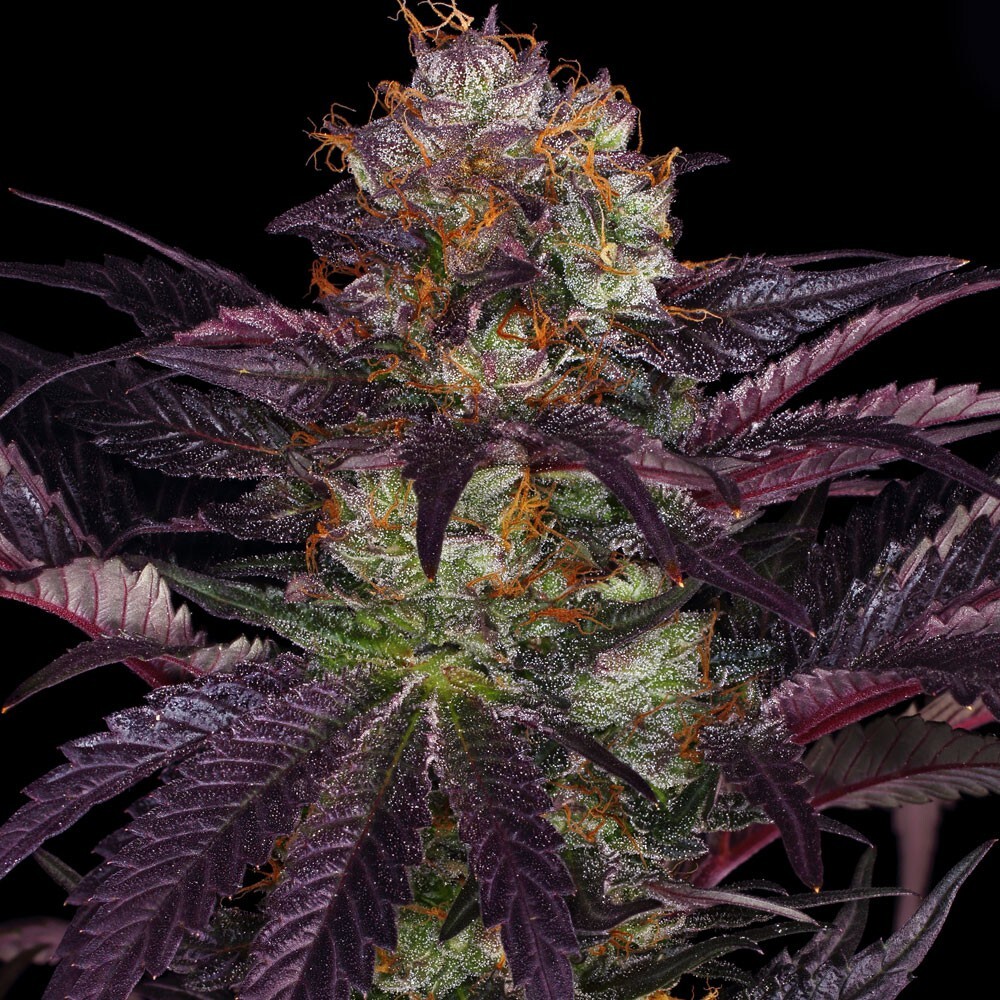 T.H. Seeds - French Macaron (fem.)