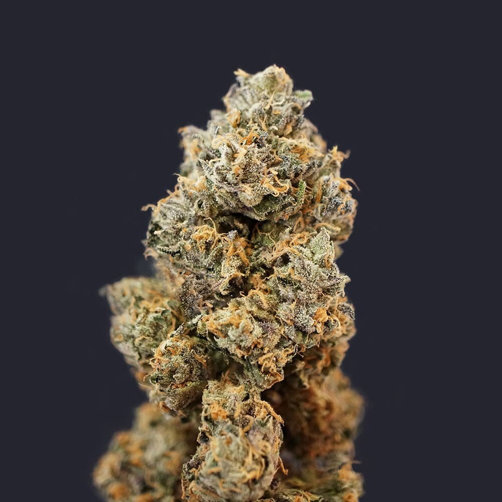 T.H. Seeds - French Macaron (fem.)