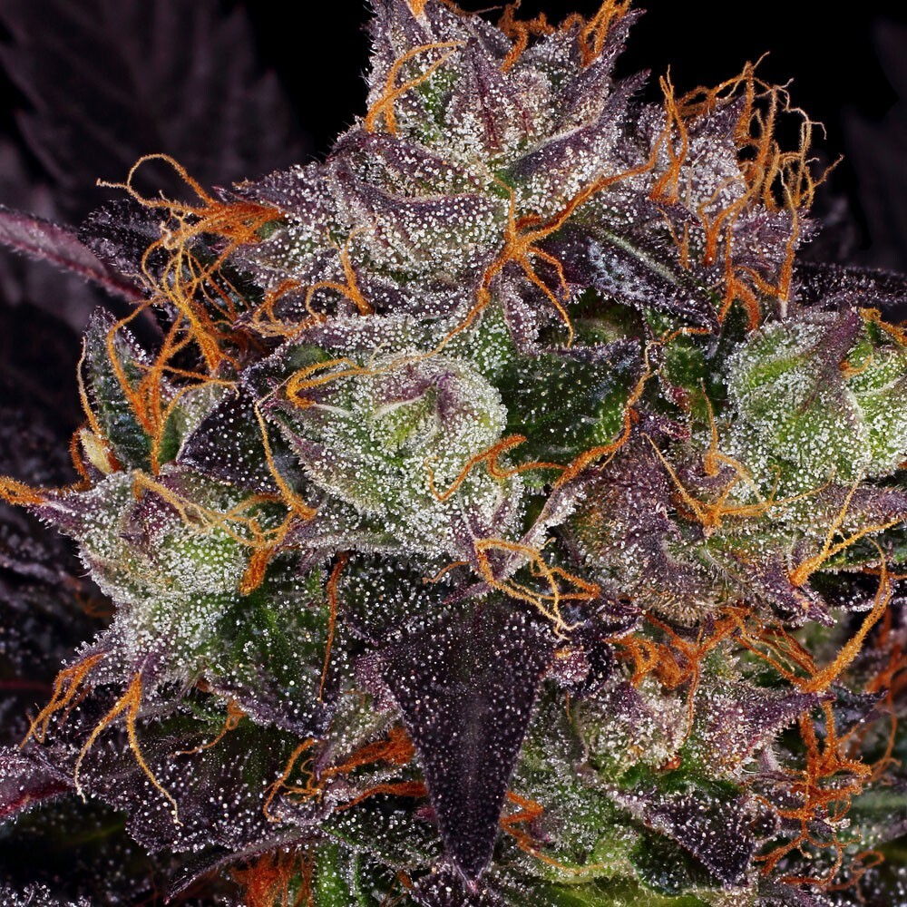 T.H. Seeds - French Macaron (fem.)