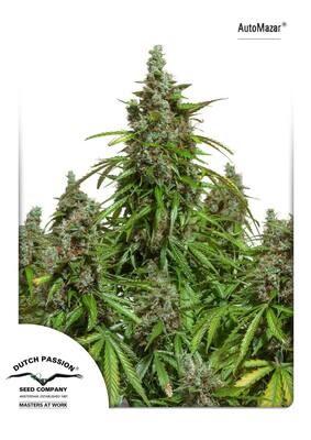 Dutch Passion - Auto Mazar (auto/fem.) 02719